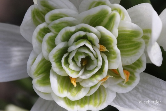 Gefülltes Schneeglöckchen (Galanthus nivalis)